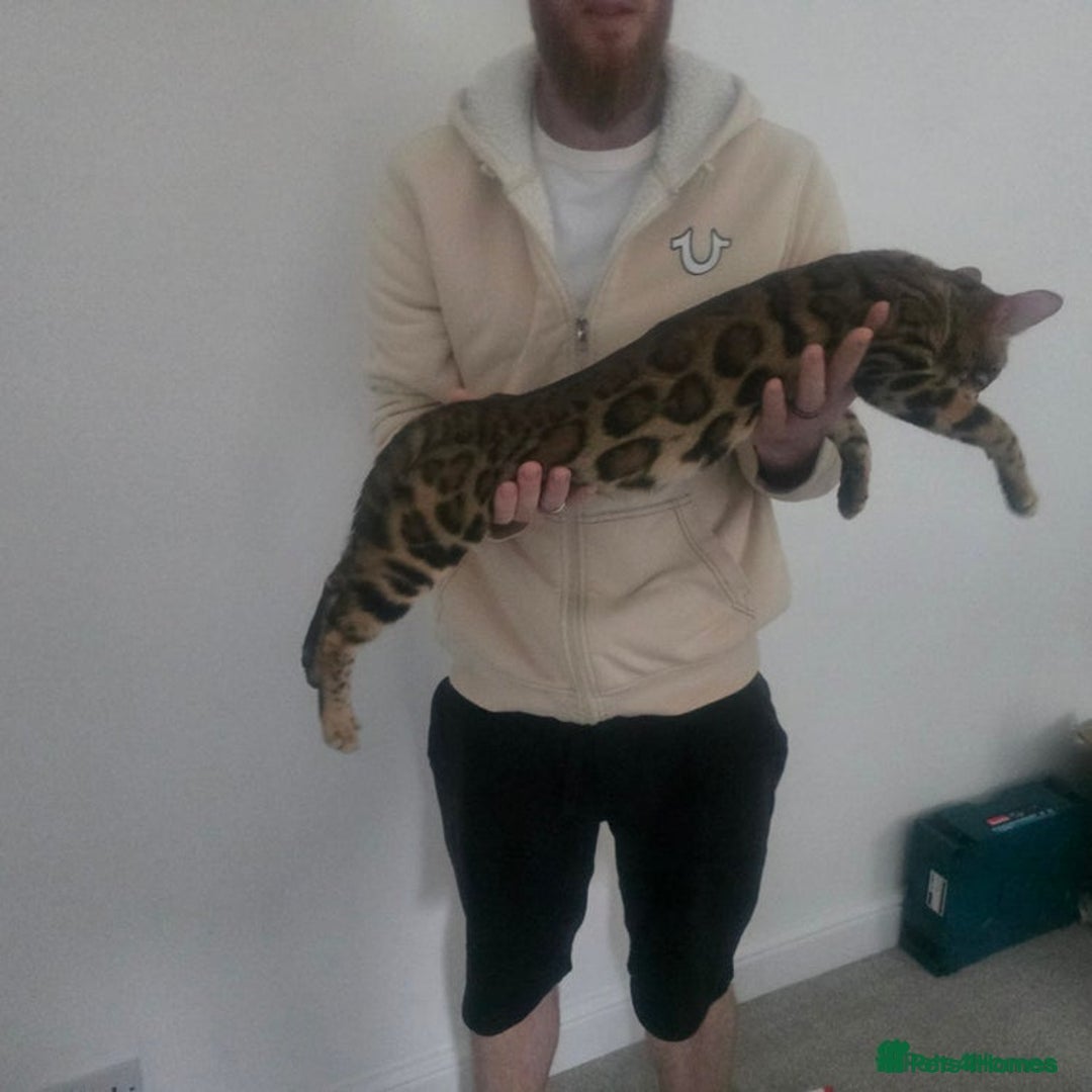 Bengal cats for sale: SBT TICA F5 Bengal Queen-Must Be Rehomed by March  - Advert 7