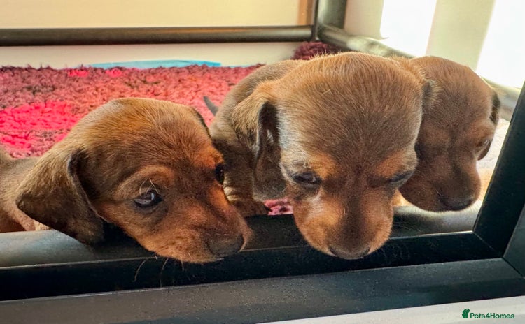 Miniature Dachshund dogs - Advert 10