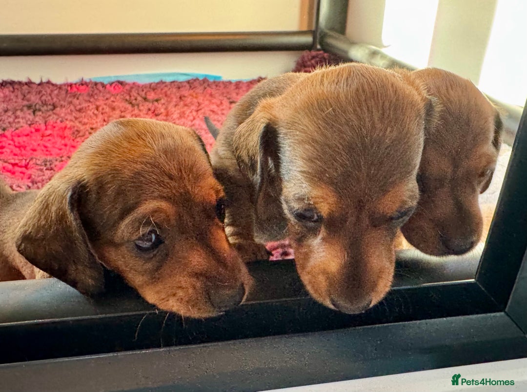 Miniature Dachshund dogs for sale: Smooth Haired Miniature Dachshunds - Image 1