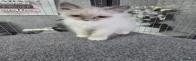 Ragdoll 2