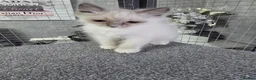 Ragdoll cats for sale: Ragdoll kittens boy n girl  - Advert 4