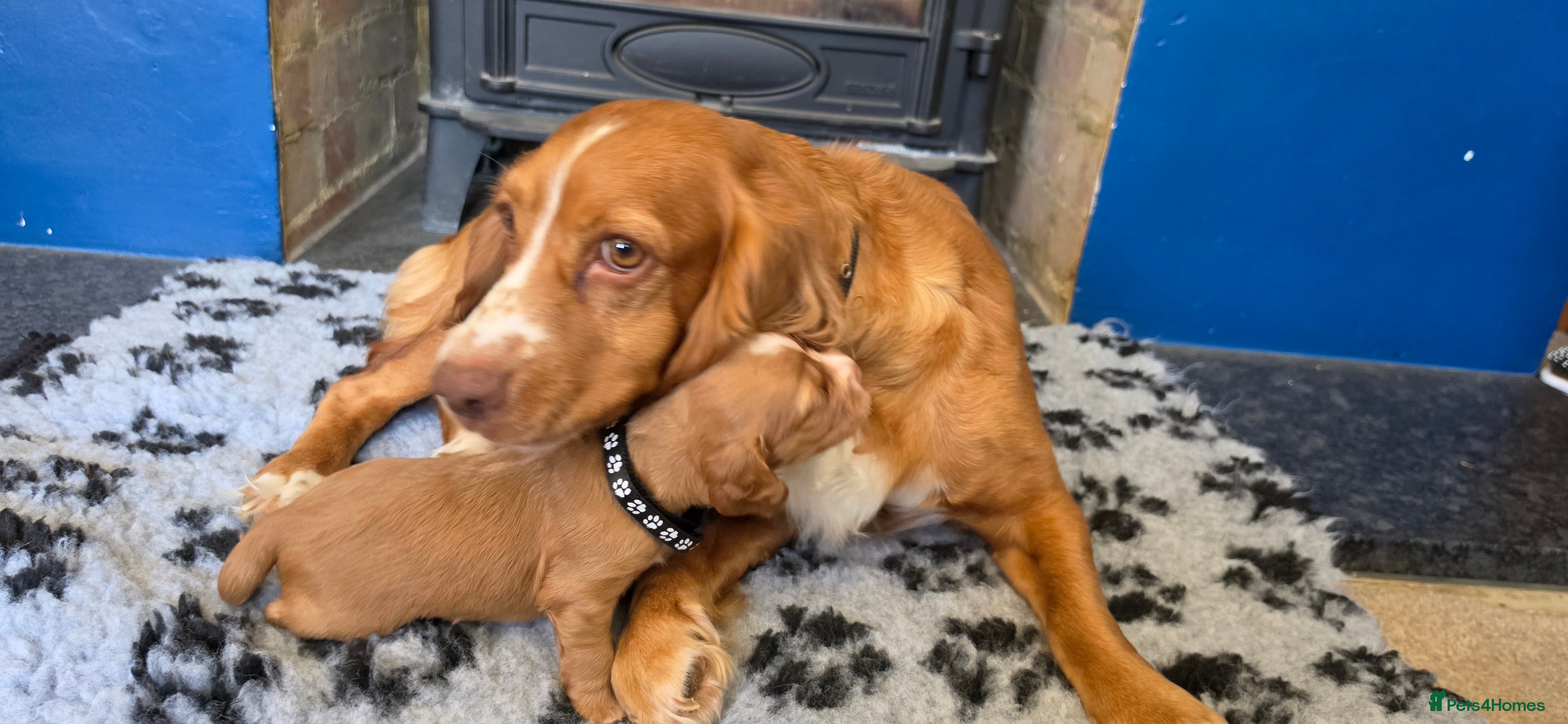 Cocker Spaniel dogs Cocker spaniel puppies kc registered  - Advert 2