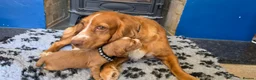 Cocker Spaniel dogs for sale: Cocker spaniel puppies kc registered  in Pulborough - Advert 2