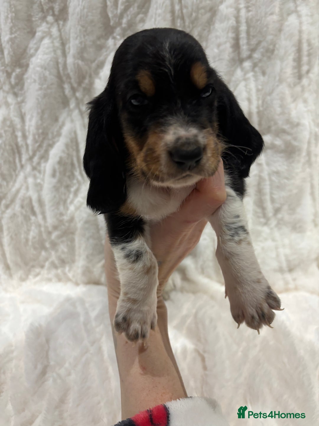Basset Hound dogs for sale: Bassett hound puppies  - Advert 28