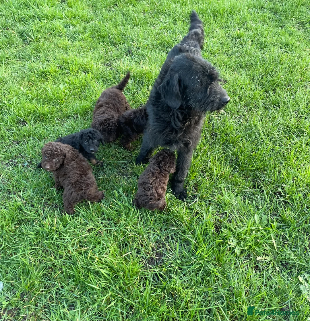 Labradoodle dogs for sale: Chocolate miniature labradoodle puppies - Advert 2