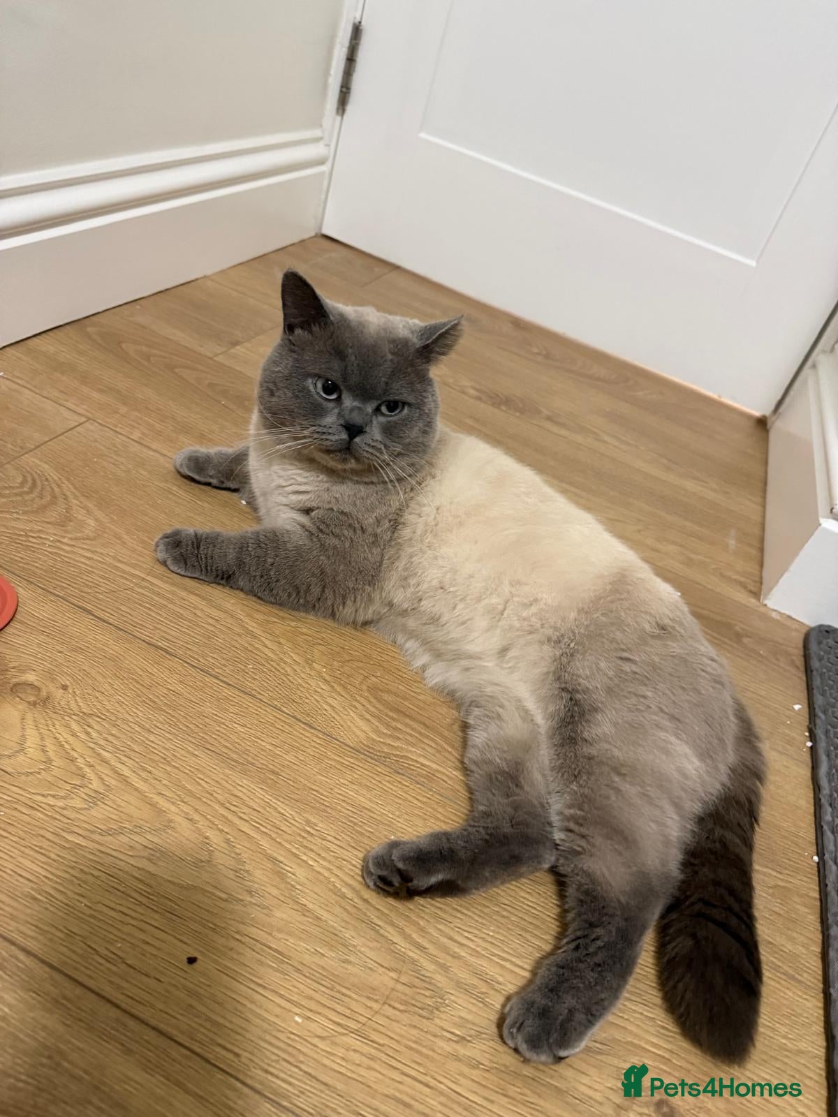British Shorthair cats 3 years old Blue point  - Advert 1