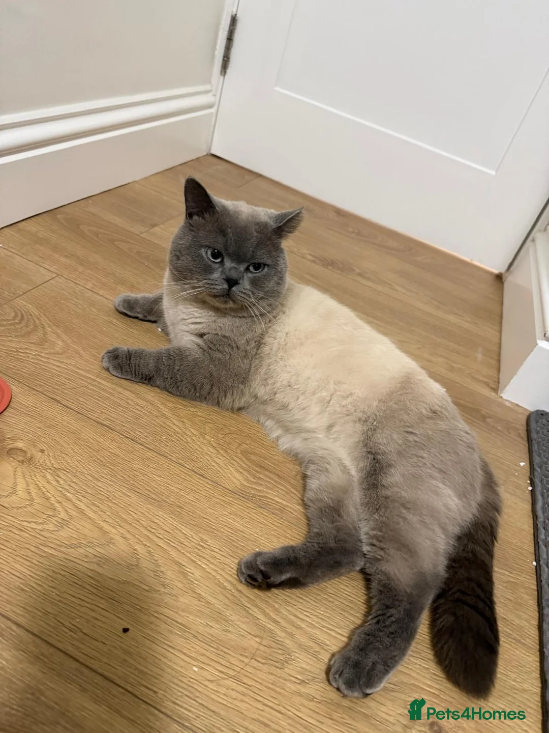 British Shorthair cats for sale: 3 years old Blue point  - Advert 1