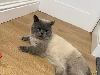 British Shorthair cats 3 years old Blue point - Advert 4