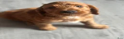 Irish Doodle dogs for sale: F1 miniature Irish doodles - Advert 7