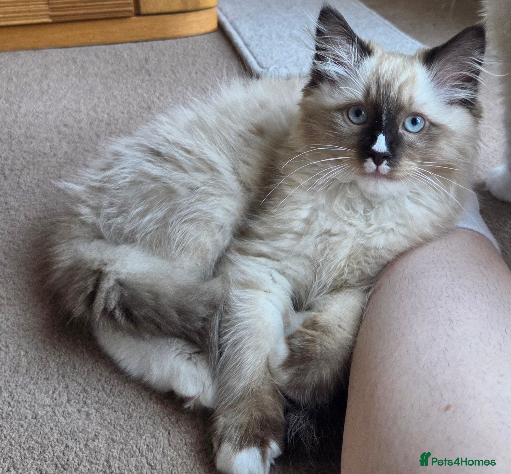 Siberian cats for sale: Gorgeous Siberian Kitten  - Advert 2