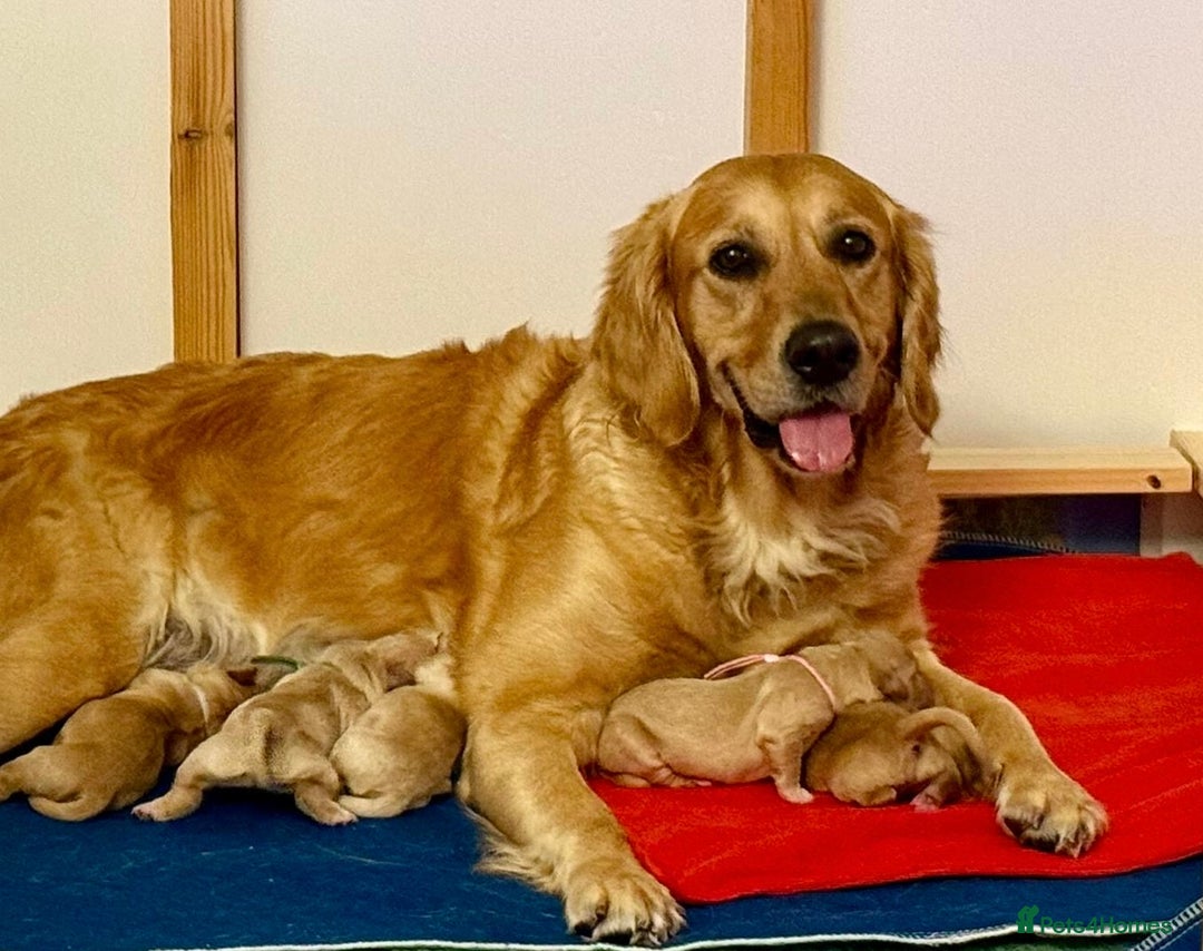 Golden Retriever dogs for sale: Beautiful Golden Retriever boys  - Image 1