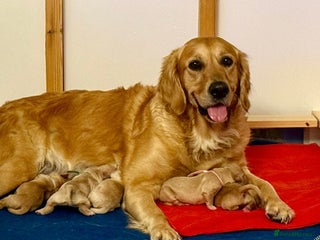 Golden Retriever dogs - Advert 6