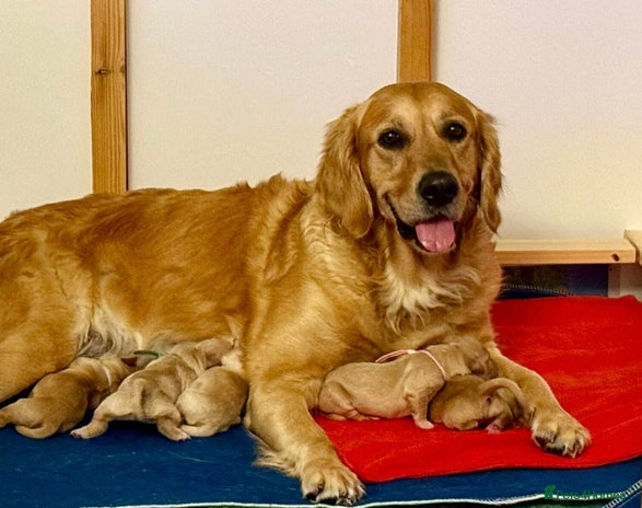 Golden Retriever dogs - Advert 1