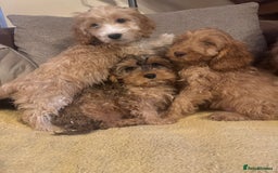 Cockapoo dogs for sale: 🐶 F1 Cockerpoo Puppies 🐶 - Image 1