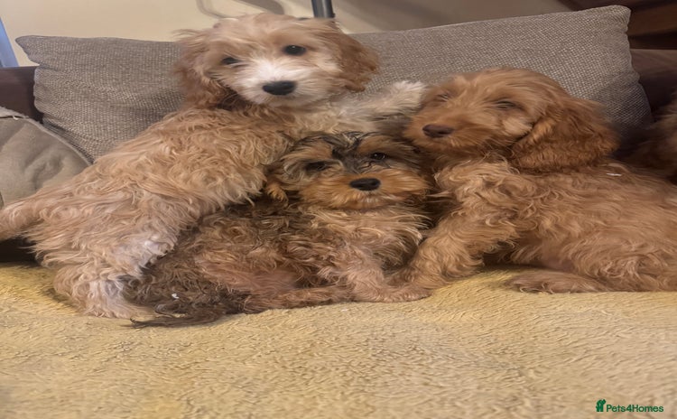 Cockapoo dogs - Advert 15