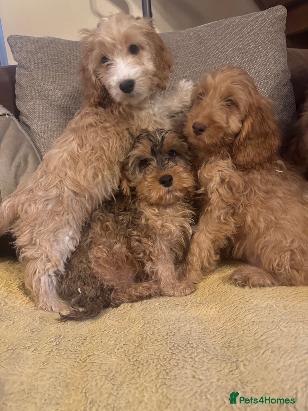 Cockapoo dogs for sale: 🐶 F1 Cockerpoo Puppies 🐶 - Image 1