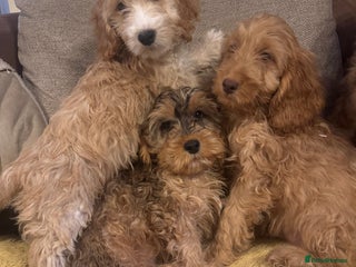 Cockapoo dogs - Advert 25