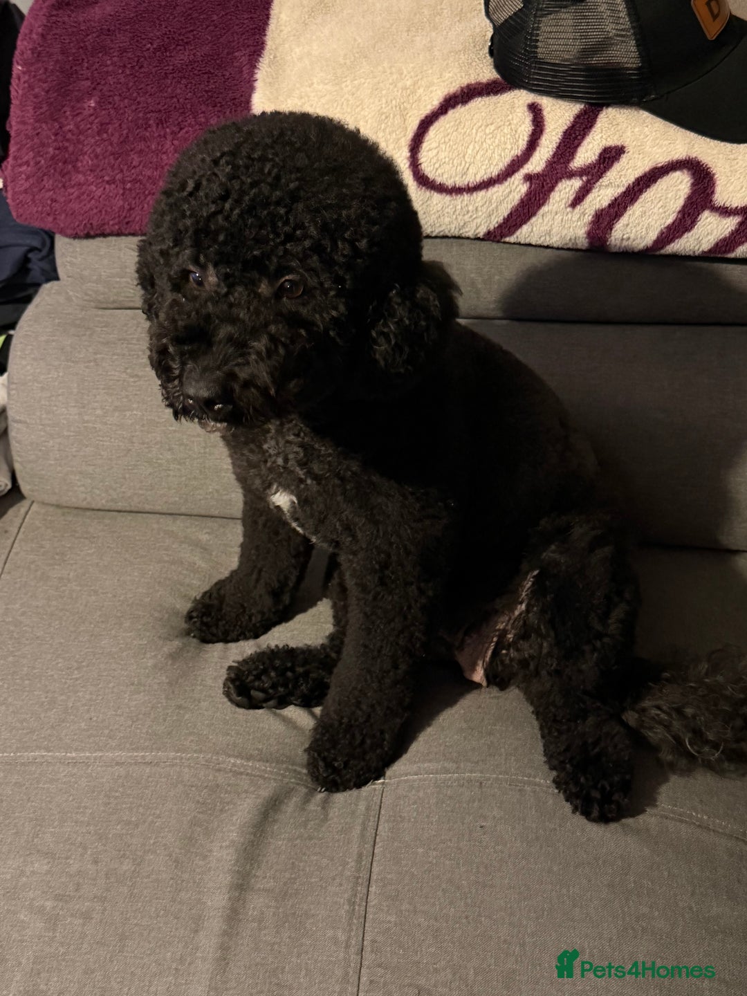 Miniature Poodle dogs for sale: For sale 4 gorgeous girls and 2 boys  - Advert 22