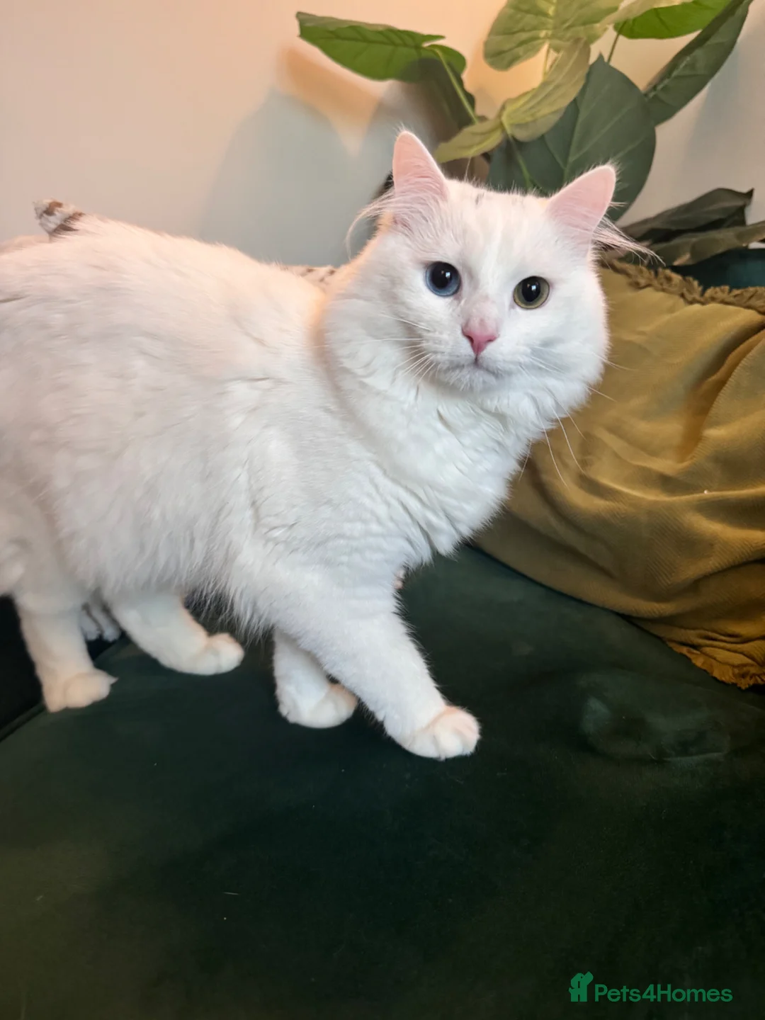 Turkish Angora cats for sale: 6 month white  Turkish angora male- vaccinated in Wigan - Advert 5