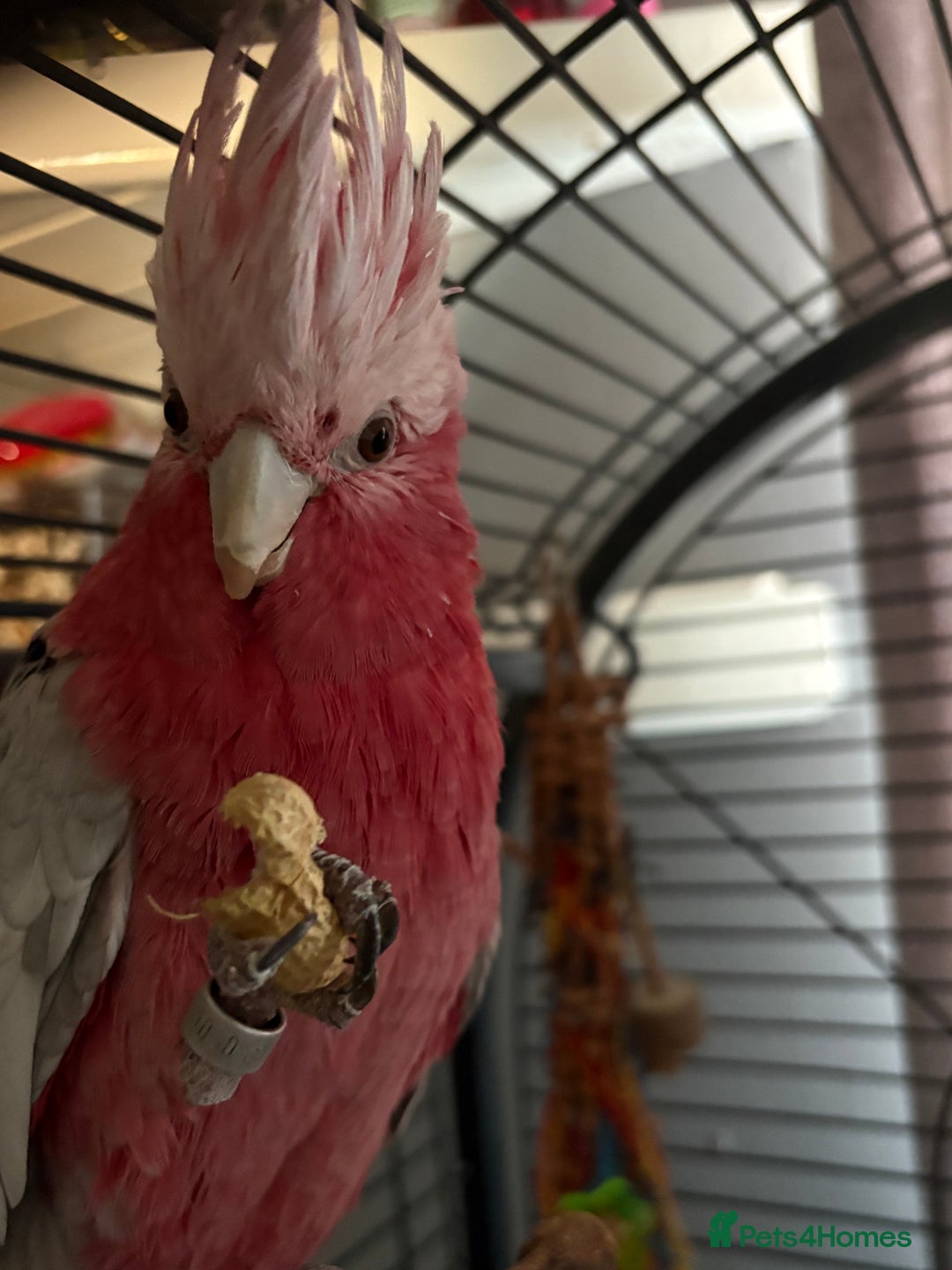 Parrots birds for sale: Galah cockatoo - Advert 4