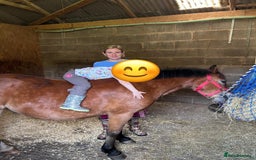 Welsh Section A horses for sale: 12hh section a gelding bombproof - Image 5