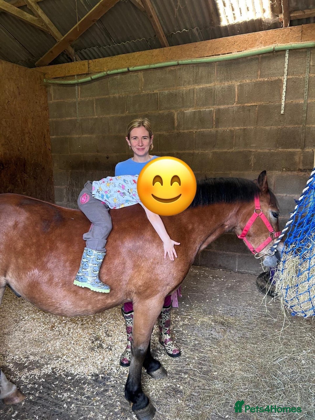 Welsh Section A horses for sale: 12hh section a gelding bombproof - Image 5