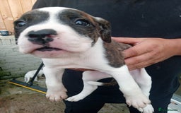 American Bulldog dogs for sale: Amercian Bulldog Pups 🐾  - Image 21