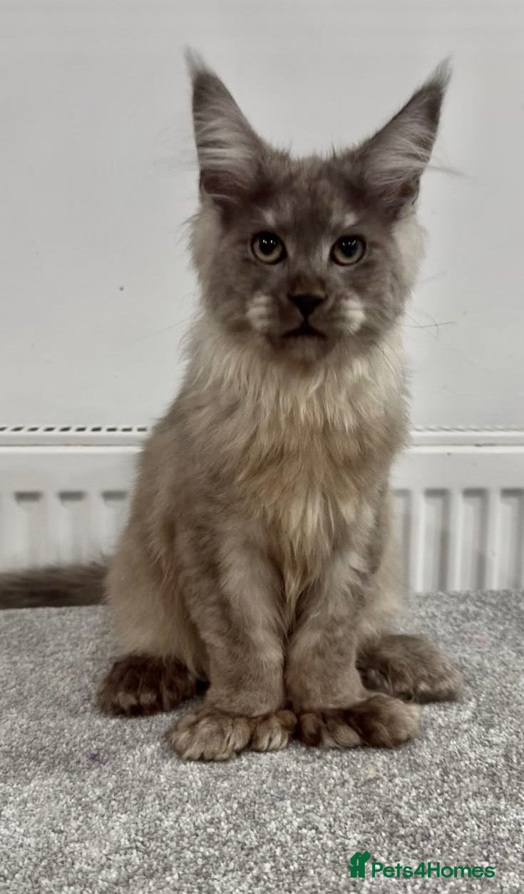 Maine Coon cats for sale: High silver TICA Registered Maine Coon Kittens  - Advert 1