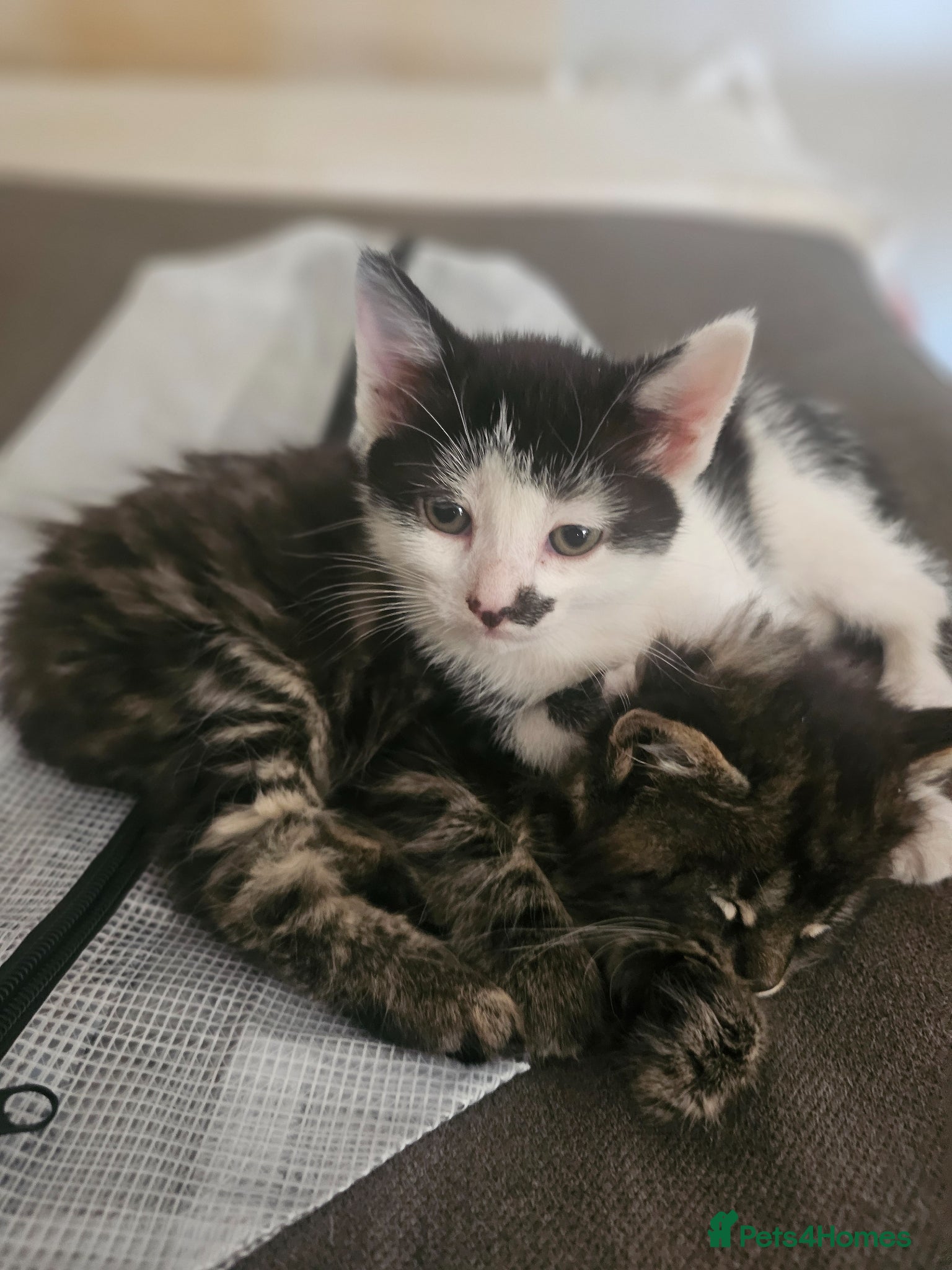 Mixed Breed cats Kittens for Sale 🐾 - Advert 2