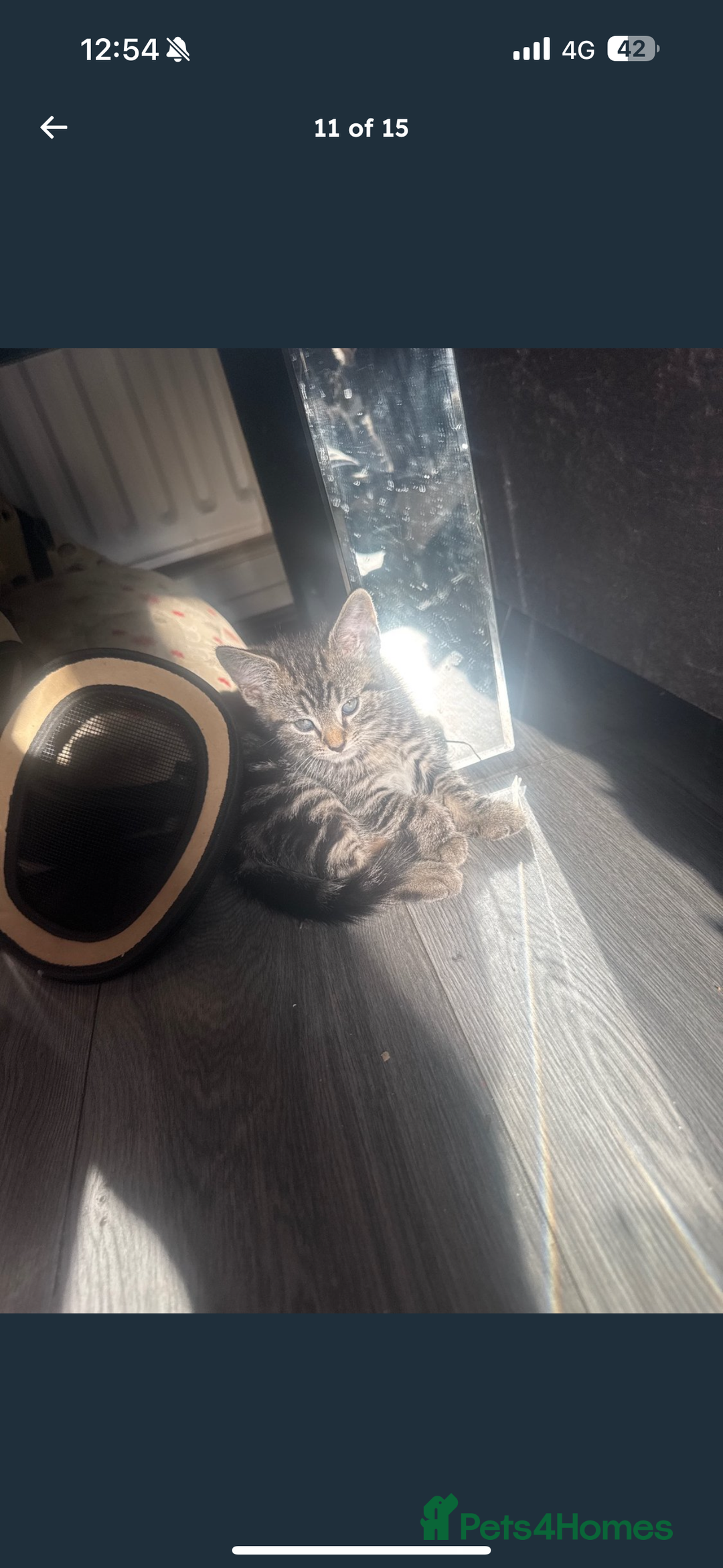 Mixed Breed cats for sale: 3 beautiful kitty’s 🥹 - Image 2