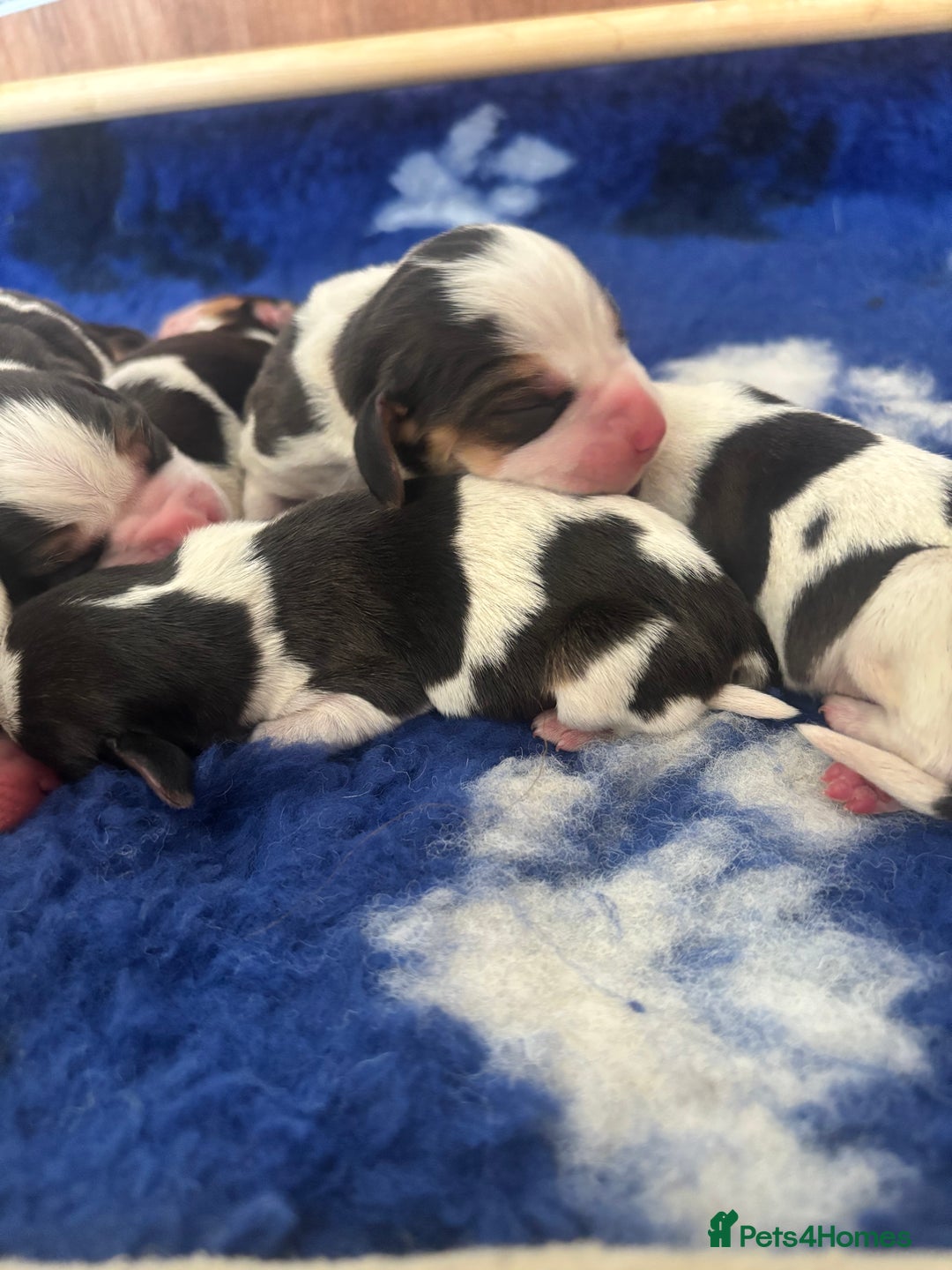Beagle dogs for sale: Champion Sired KC reg Beagle Puppies - Image 3