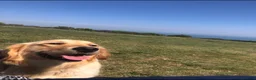 Golden Retriever dogs for sale: Golden retriever  in Romford - Advert 33