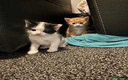 Domestic Shorthair cats for sale: Kittens for sale  - Image 4