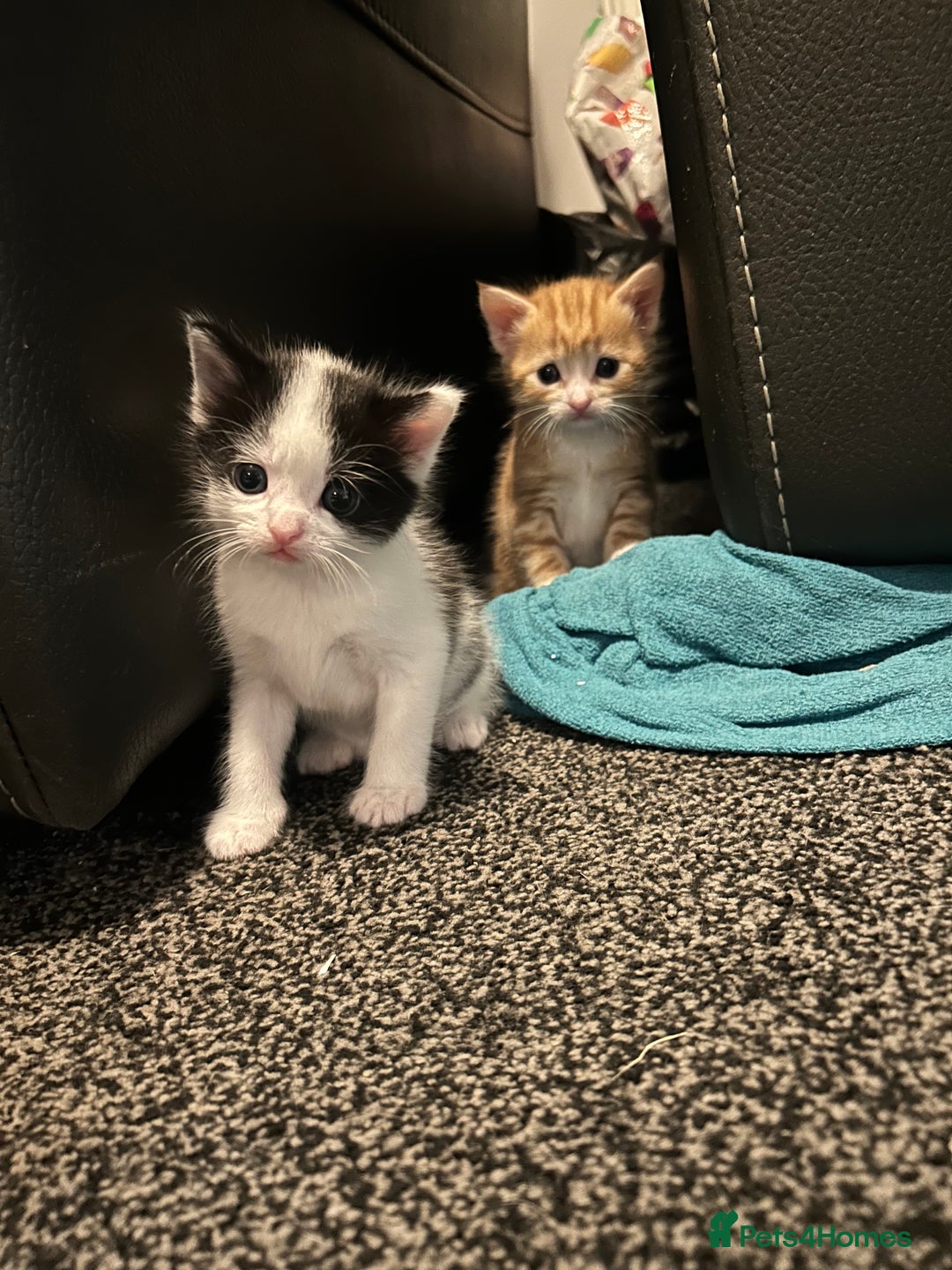 Domestic Shorthair cats for sale: Kittens for sale  - Image 4