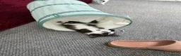 Mixed Breed cats for sale: A little boy for Rehoming  in Doncaster - Advert 7