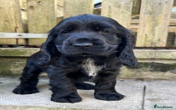 Cocker Spaniel dogs for sale: Show type cocker spaniel  - Image 1