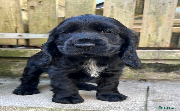 Cocker Spaniel dogs - Advert 1