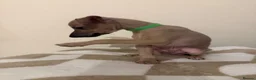 Italian Greyhound dogs for sale: 💙 beautiful blue boy looking for his forever home - Advert 16
