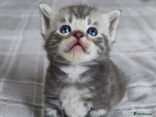 British Shorthair cats ✨4 Pure BSH Tabby Kittens✨ - Advert 5