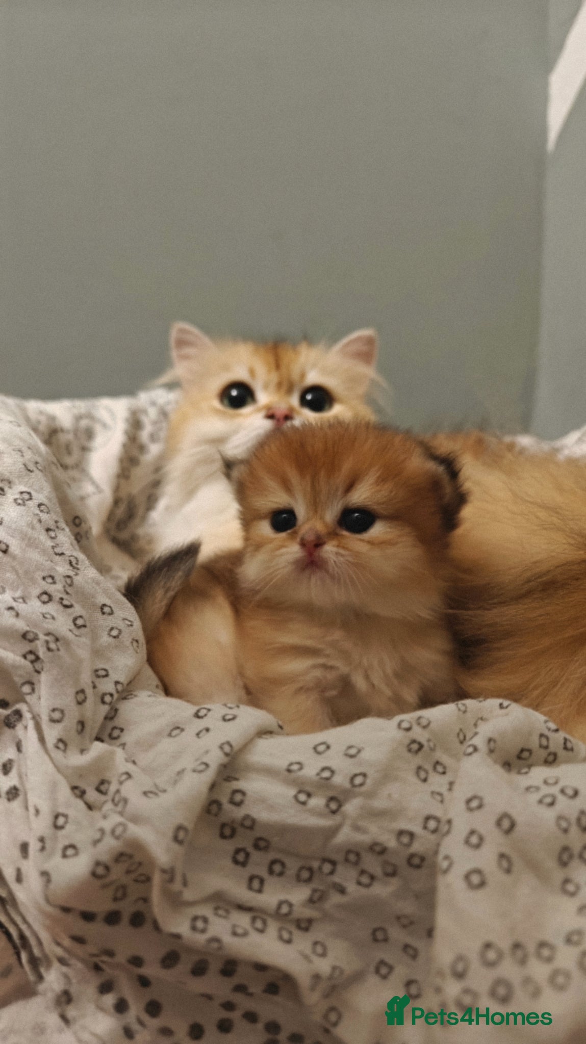 British Longhair cats 🐾🐾♥️Baby boy - golden black shaded boy🐾🐾♥️ - Advert 14
