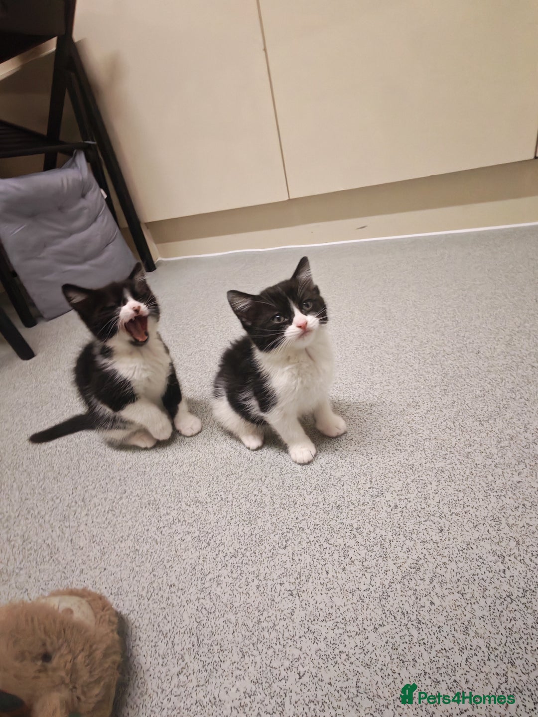 Mixed Breed cats for sale: Beautiful kitten for loving homes - Advert 5