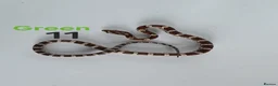 Corn Snake reptiles for sale: Baby Cornsnakes  - Advert 14