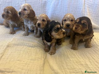 Cocker Spaniel dogs Adorable show type cocker spaniel pups - Advert 5