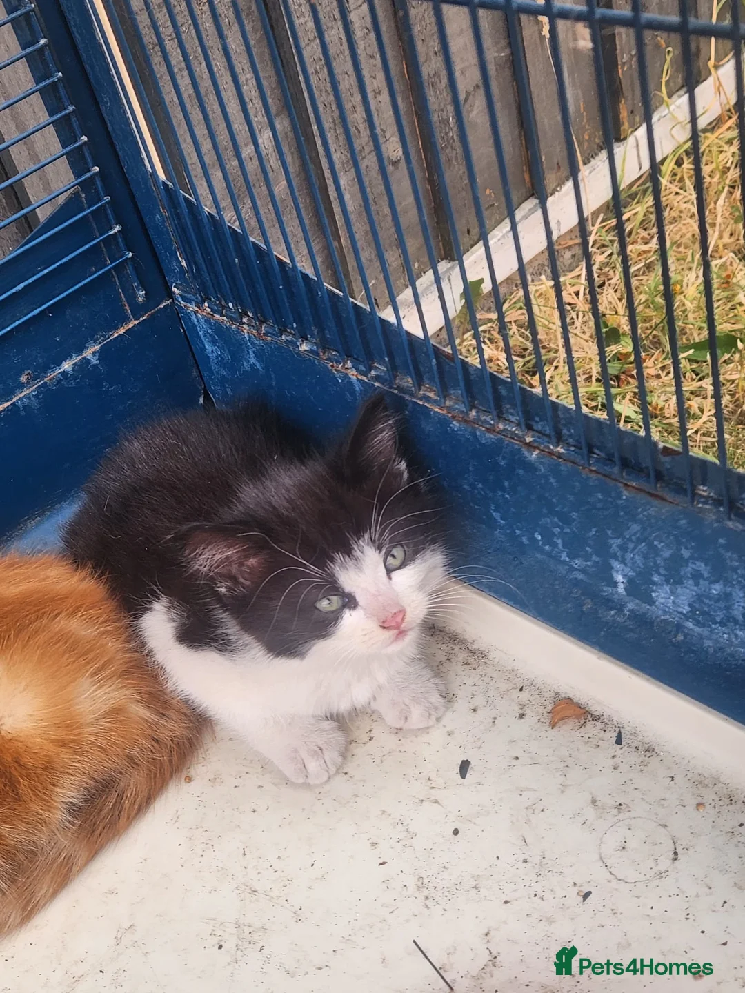 Mixed Breed cats for sale: 2 beautiful kittens - Advert 1