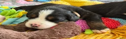 Bernese Mountain Dog dogs for sale: KC Registered Bernese Mountain Dog Puppies - Advert 25