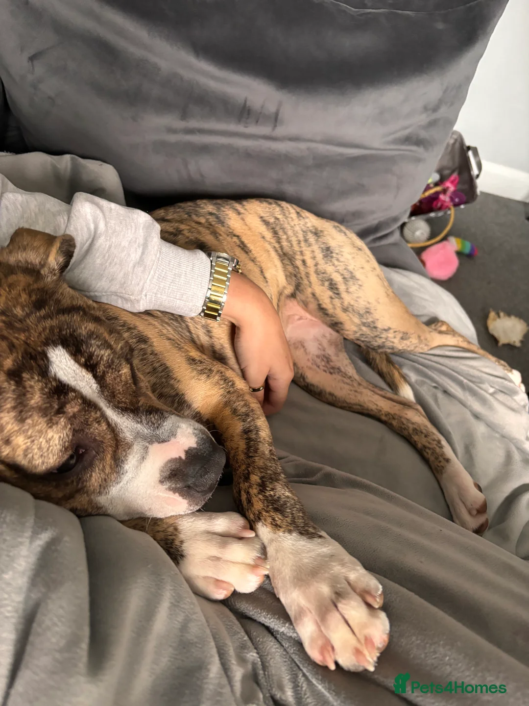 Staffordshire Bull Terrier dogs for sale: 2 Year Old Staffordshire Bull Terrier - Advert 4