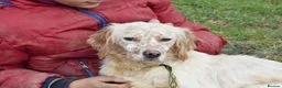 English Setter dogs for adoption: Tao   in Alfreton - Advert 8