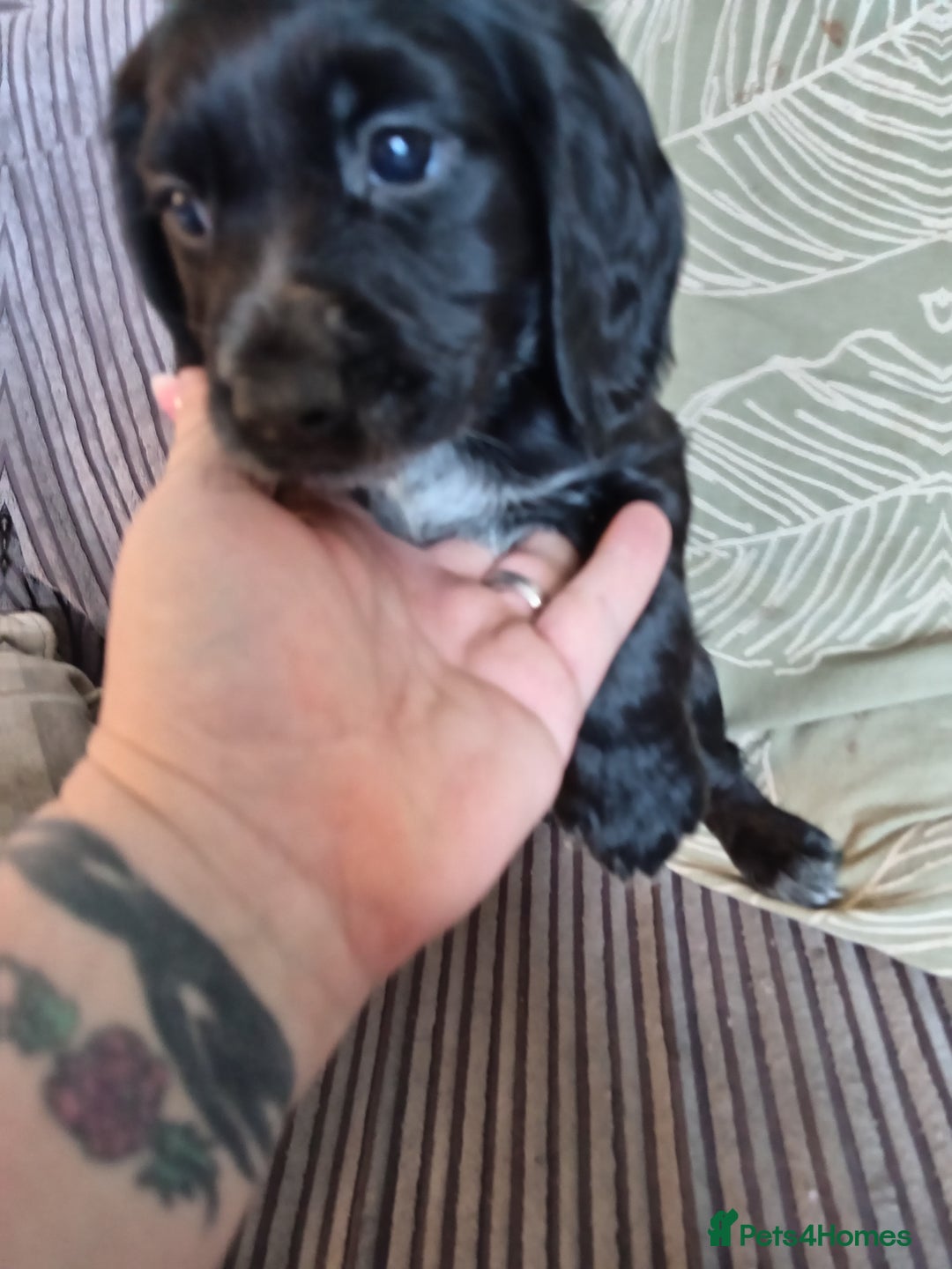 American Bully dogs for sale: Cocker spaniels - Image 4