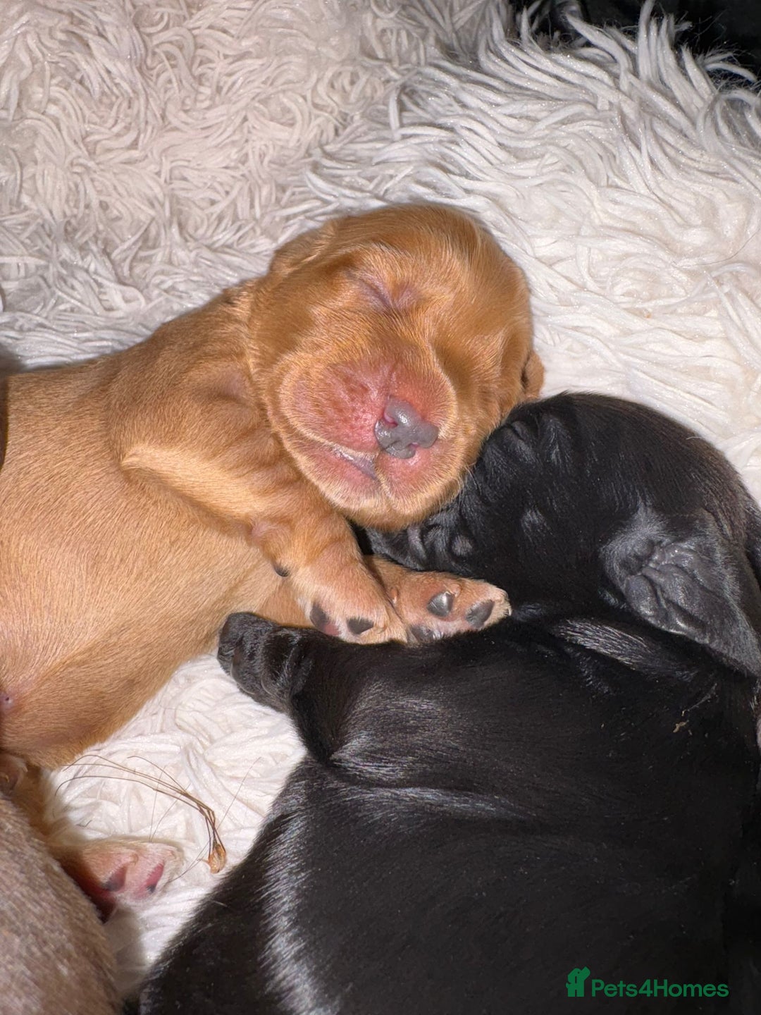 Cocker Spaniel dogs for sale: Cocker spaniel puppies - Image 21