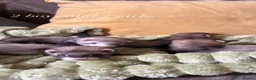 Ferret rodents for sale: Beautiful Baby Ferrets for Sale ❤️ - Advert 2